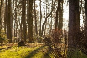 deciduous forest at Sunny spring day