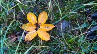 yellow autumn leaves on green grass close-up