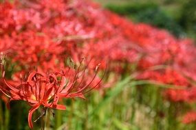 Red amaryllis in autumn