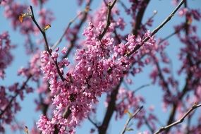 flowers on tree branches in spring