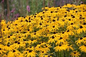 thickets of yellow echinacea