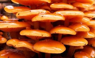 fresh odd mushroom