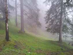 forest in a thick morning haze