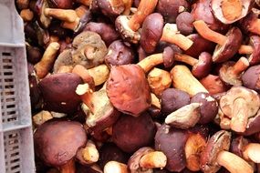 mushrooms as a harvest of the autumn forest