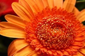 orange flower close-up in the garden