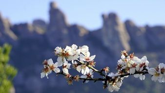 Beautiful blooming flowers on the almond tree