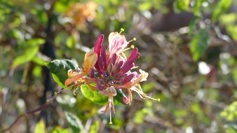 flowering honeysuckle in the garden