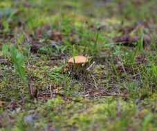 edible mushroom grows on the ground
