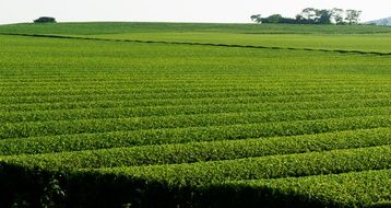 green tea plantation on the field