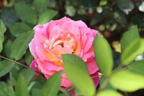 Pink China Rose
