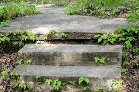 Nature Steps