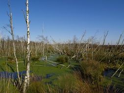 dry Birches in Swamp overgrown with duckweed