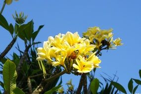 Plumeria flowers on the tree in Bali