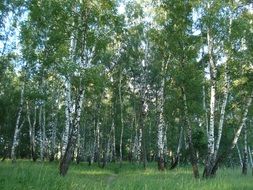 forest birch in Russia