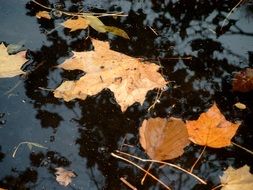 autumn leaves in water close-up