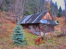 wooden house in a dense forest