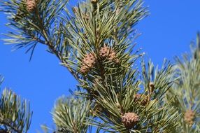Beautiful green fir needles and cones on the branches at blue sky background