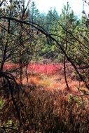 colorful autumn in the blato region in croatia