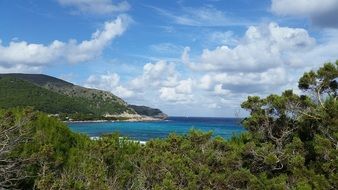 Landscape of trees on Mediterranean Beach in Mallorca