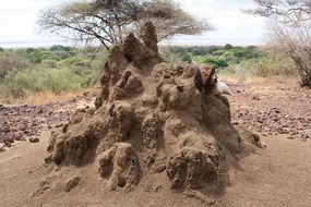 termites in safari