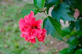 pink lush flower on a decorative bush