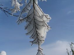 lot of snow on a branch against a blue sky