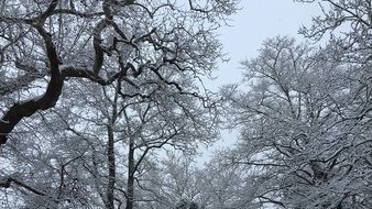 trees in the frosty winter day