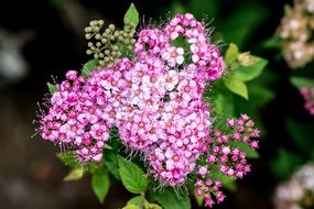 Macro photo of Pink blossoms