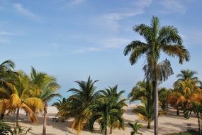 palm trees as a typical landscape in Jamaica