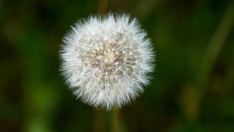 puffball of dandelion