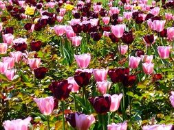 breathtaking Tulips on flowerbed