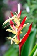 Close-up of a colorful bloom of wild orchid among green leaves