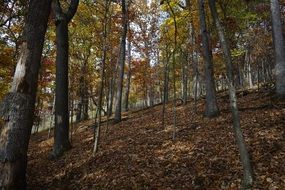 autumn colorful forest on a clear day