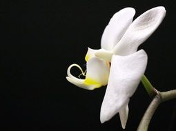 white orchid on a black background close-up