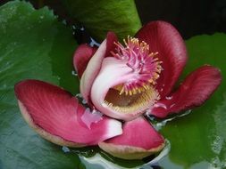 Beautiful lotus flower in asia