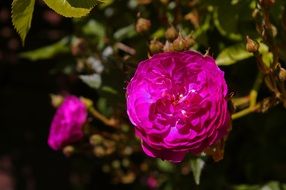 purple rose on a bush