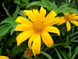 yellow with large flower petals
