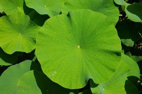 exotic plant with bright green round leaves close-up