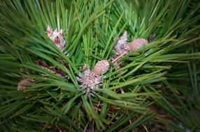 Close-up of the green pine branches