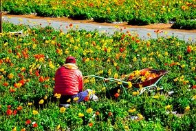 woman picking flowers in the meadow