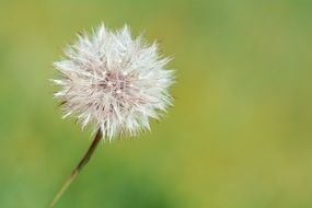 pleasant Dandelion Flower