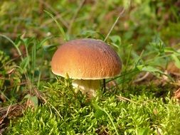 Mushroom Borovichok