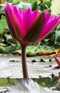 bright pink water lily in the pond