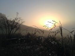 Mood Sunrise Grasses