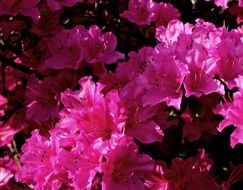 incredibly handsome Rhododendron Flower