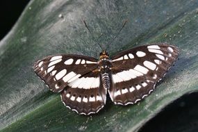 black and white butterfly on a green leaf