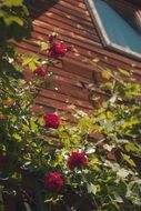 Cottage Roses Flowers