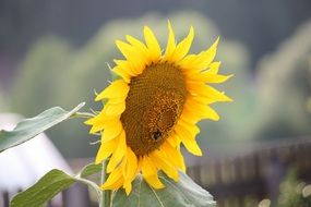 big Sunflower