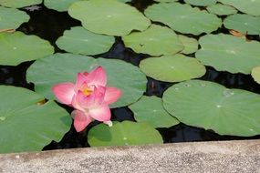 pink lily like a water flower