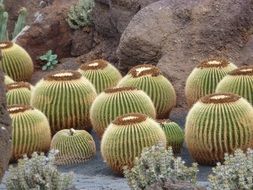 round cacti in a botanical garden